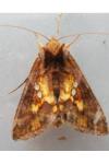 Chrysodeixis chalcites