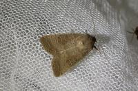 Hoplodrina ambigua