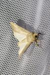 Hoplodrina ambigua