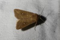 Mythimna albipuncta