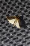 Ochropleura plecta