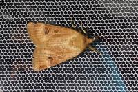 Noctua interposita