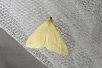 Rhodometra sacraria