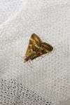 Pyrausta despicata