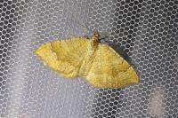Camptogramma bilineata