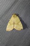 Cosmia trapezina