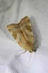Noctua fimbriata/tirrenica