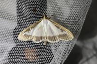 Cydalima perspectalis