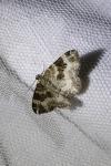 Epirrhoe alternata