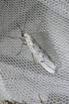 Coscinia cribraria cribraria