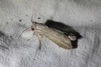 Cucullia umbratica
