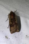 Noctua pronuba