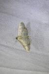 Patania ruralis