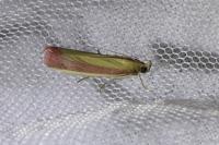 Oncocera semirubella