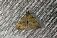 Hypena proboscidalis
