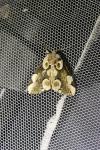 Thyatira batis