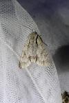 Acronicta psi/tridens
