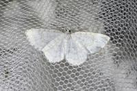 Asthena albulata