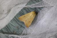 Mythimna vitellina