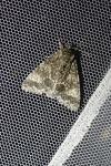 Acronicta megacephala