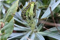 Hyles euphorbiae