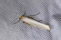 Manulea complana