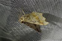 Macaria alternata