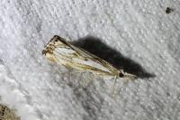 Catoptria falsella