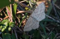 Scopula virgulata