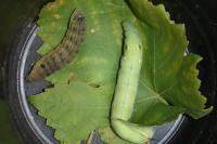 Deilephila elpenor
