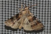 Cymatophorina diluta