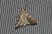 Eugnorisma glareosa