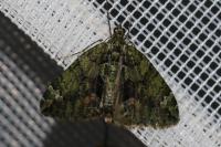 Chloroclysta siterata
