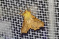 Ennomos alniaria