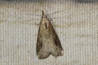Schrankia costaestrigalis