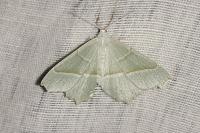 Campaea margaritaria