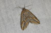 Chesias legatella