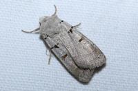 Eugnorisma glareosa