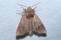 Denticucullus pygmina