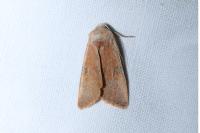 Ammopolia witzenmanni