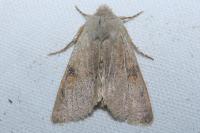 Ammopolia witzenmanni