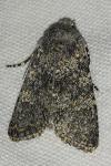 Polymixis xanthomista