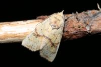 Tiliacea sulphurago