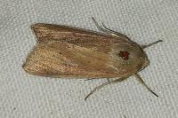 Mythimna unipuncta