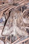 Luperina dumerilii