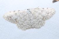 Scopula submutata roseonitens