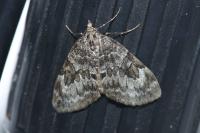 Thera variata