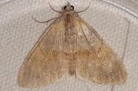 Pennithera firmata firmata