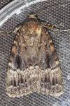Amphipyra pyramidea/Amphipyra berbera