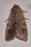 Ammoconia caecimacula